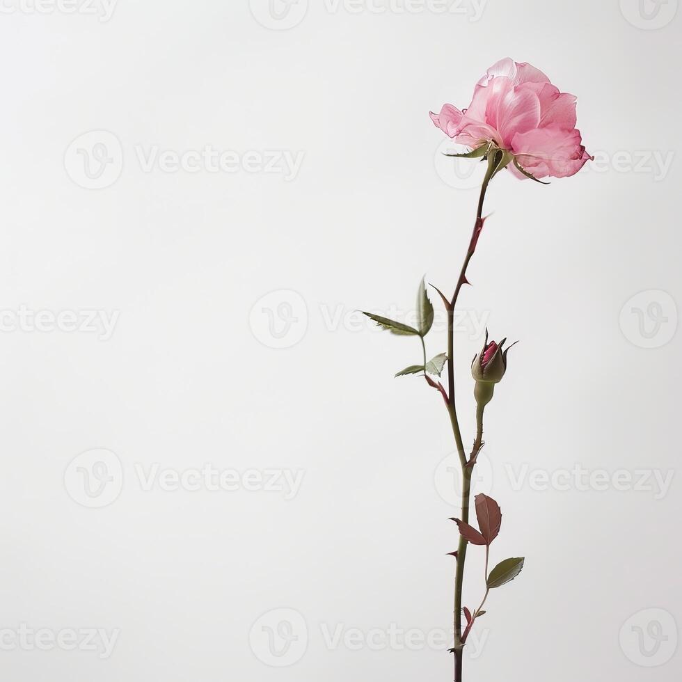 A single pink rose is standing in front of a white background photo