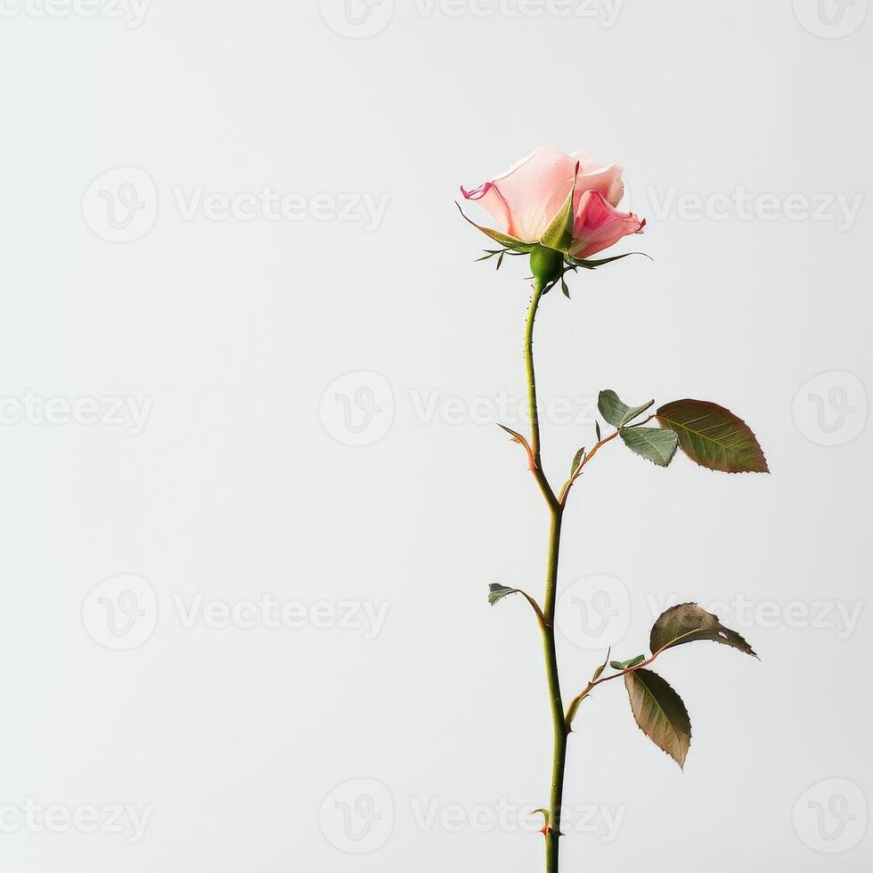 A single pink rose is standing in a vase photo