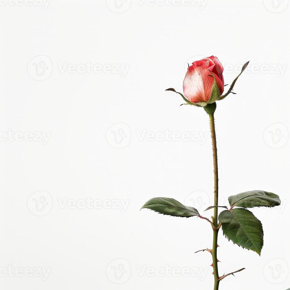 A single rose is shown against a white background photo