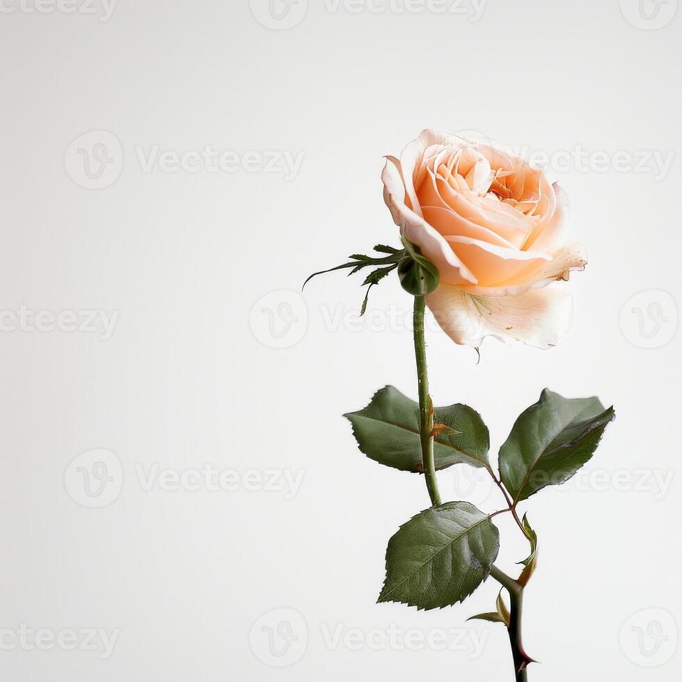 A single rose is shown against a white background photo