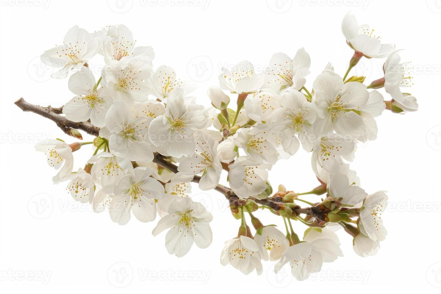 A branch of white flowers is shown on a white background photo