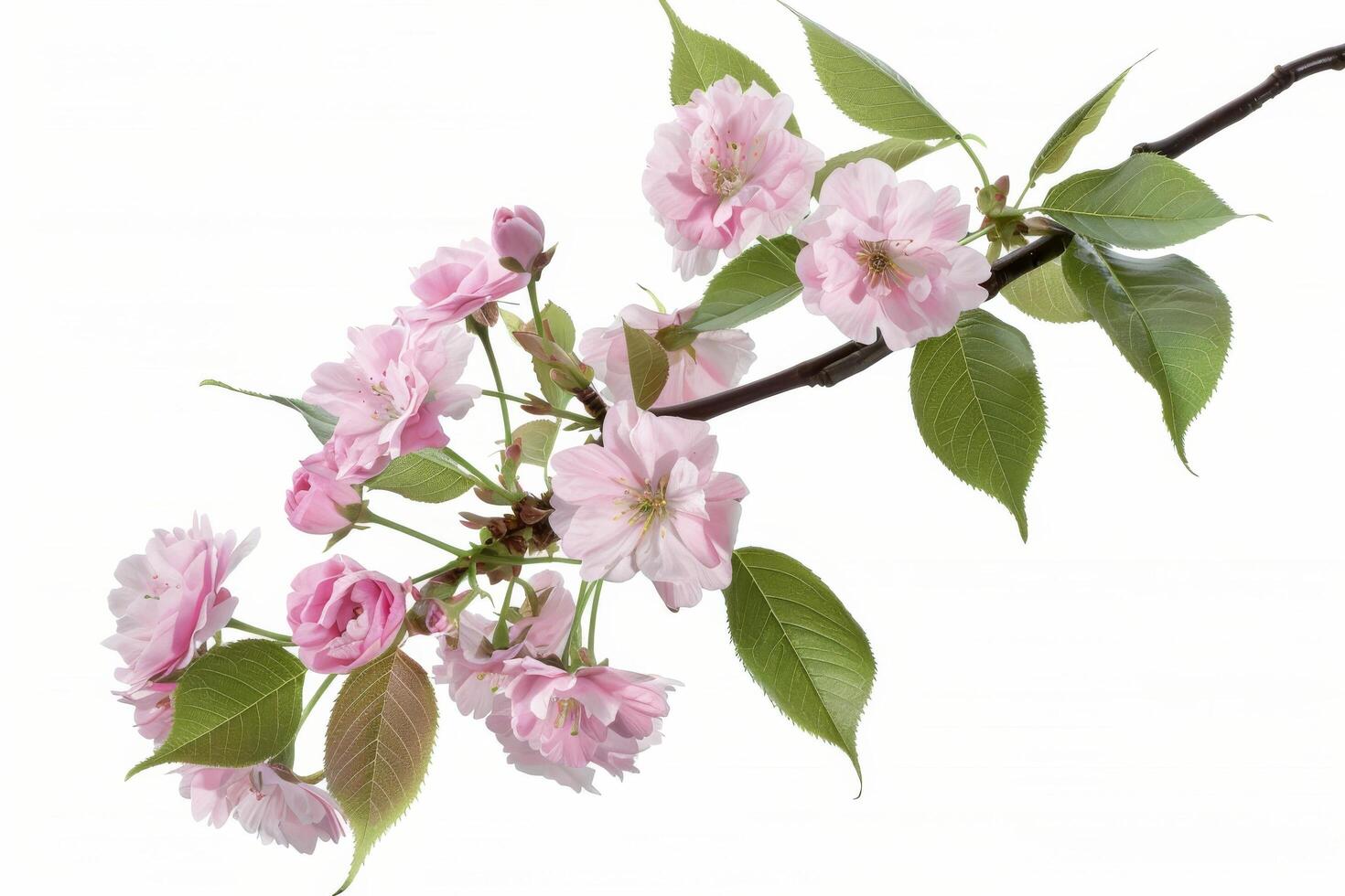 A branch of pink flowers is shown on a white background photo