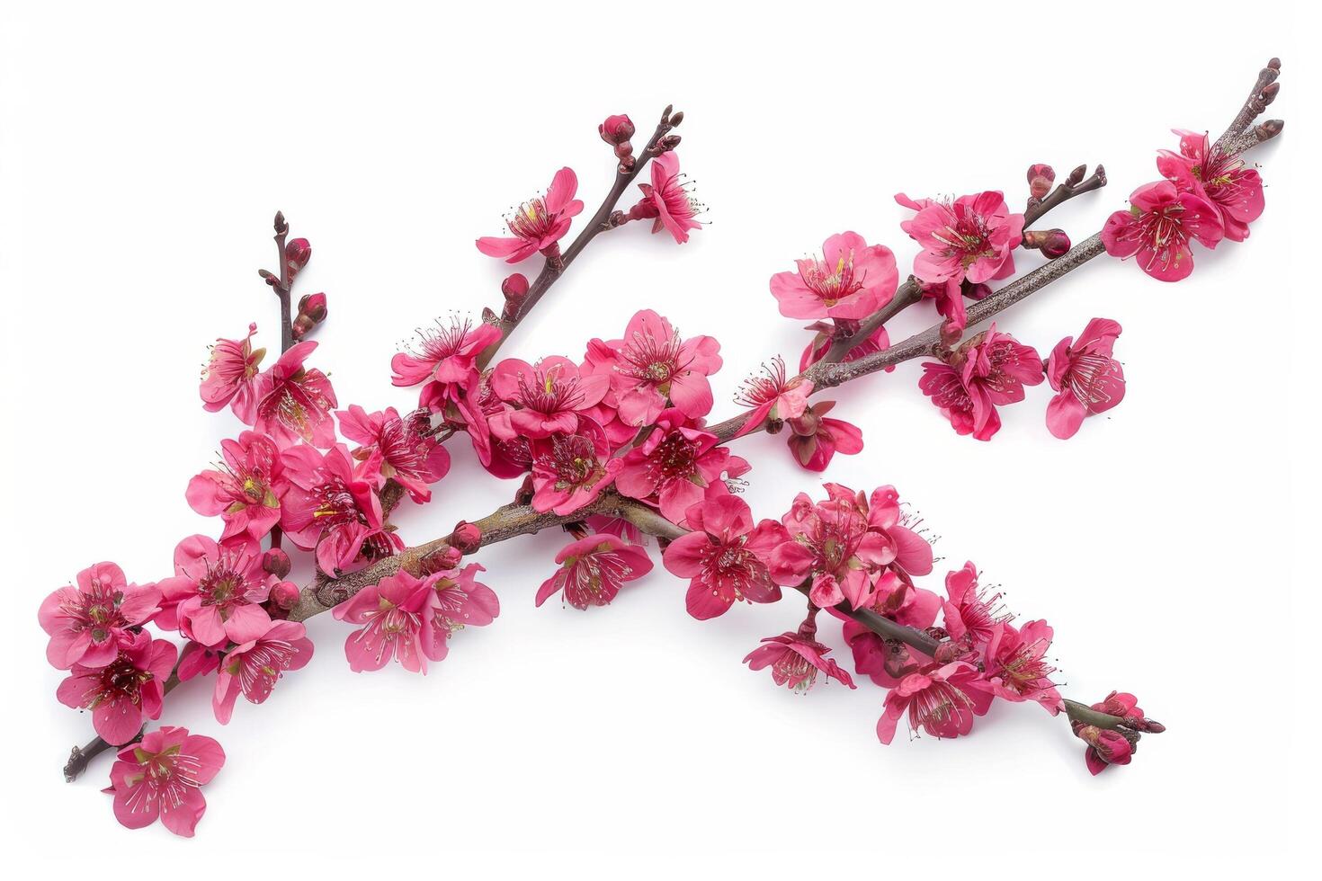 A branch of pink flowers on a white background photo