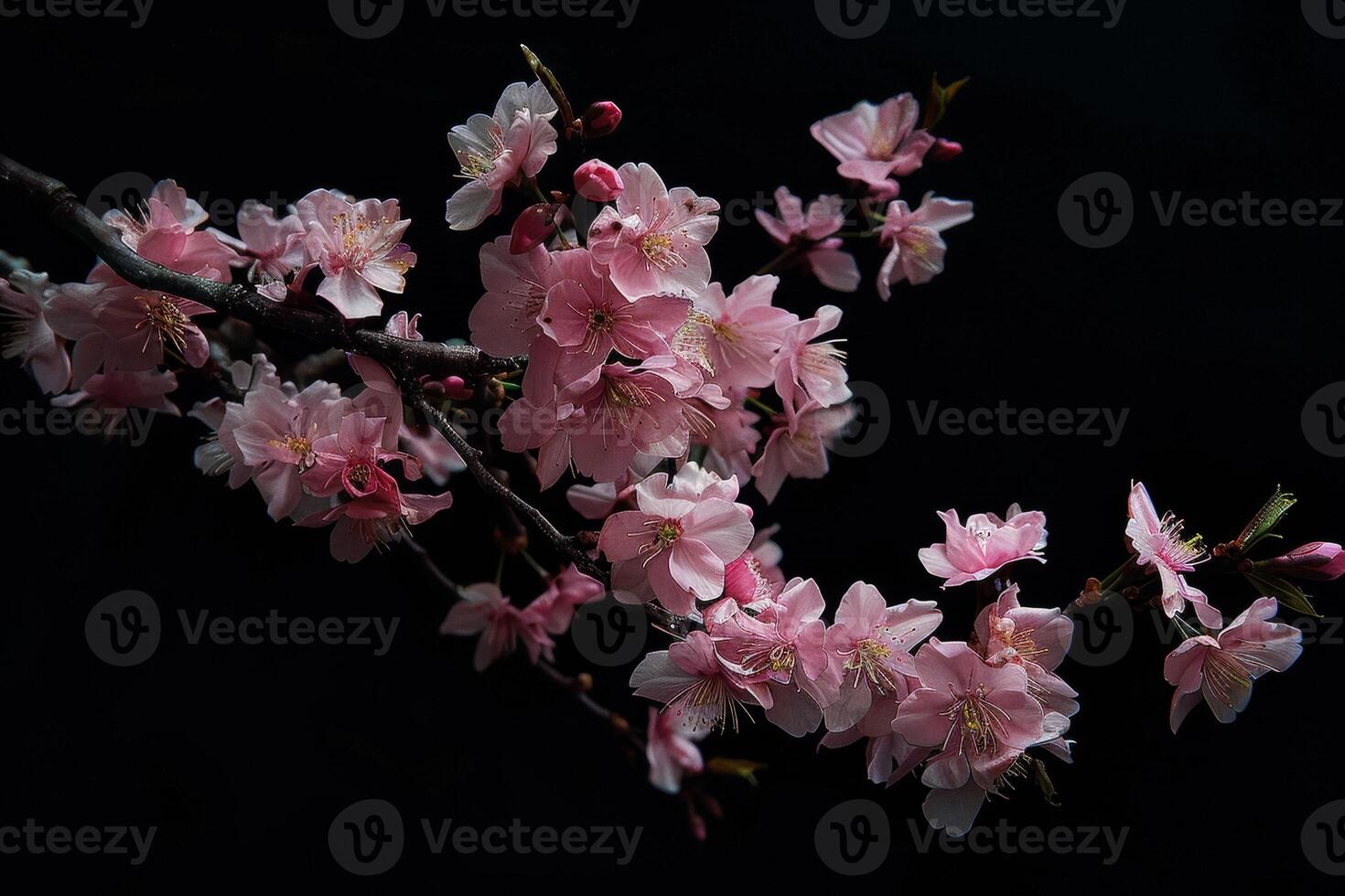A branch of pink cherry blossoms against a black background photo