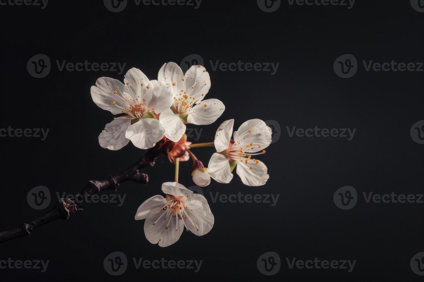 A single cherry blossom on a branch photo