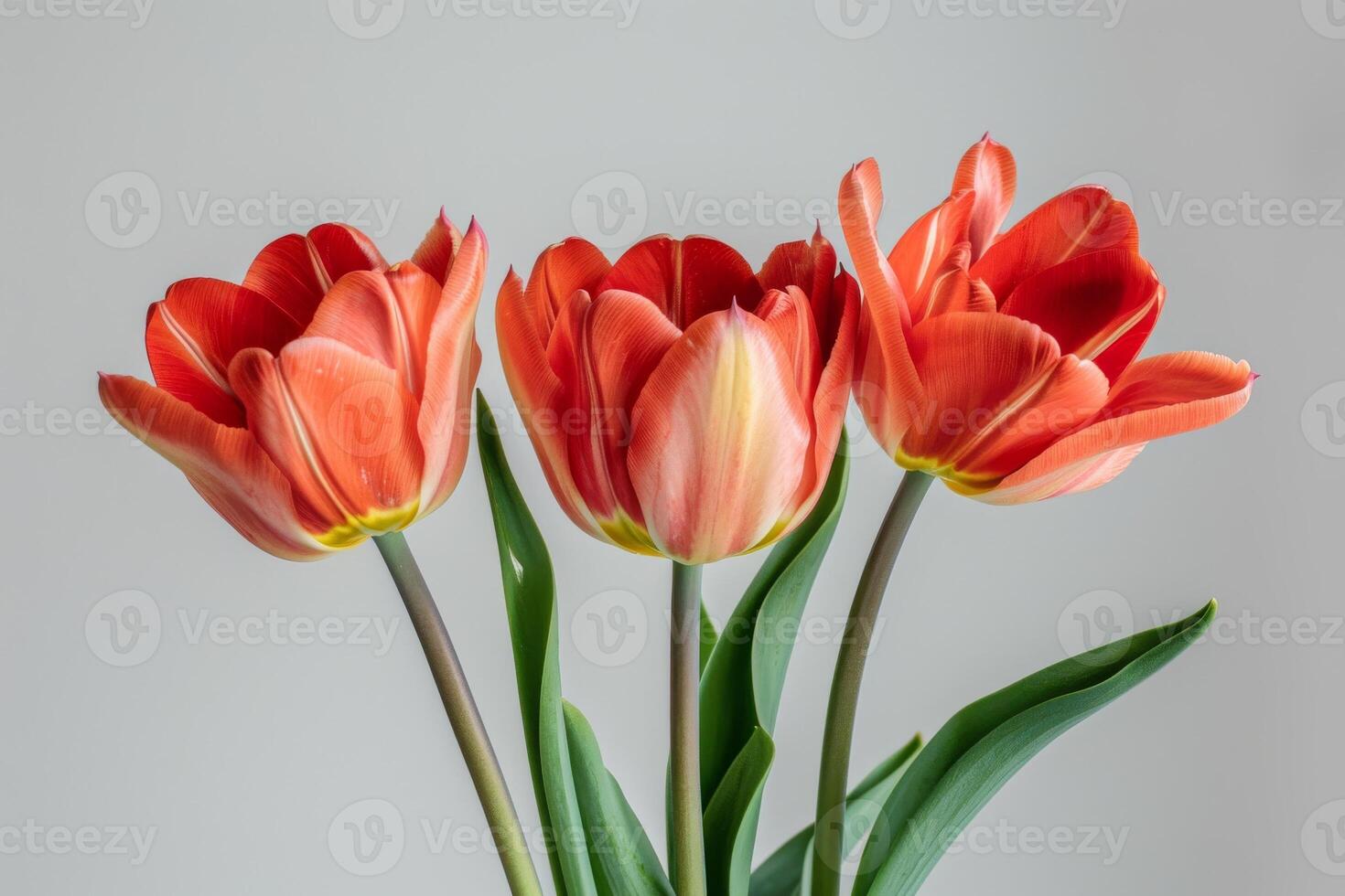 Three red tulips in a vase on a white background photo