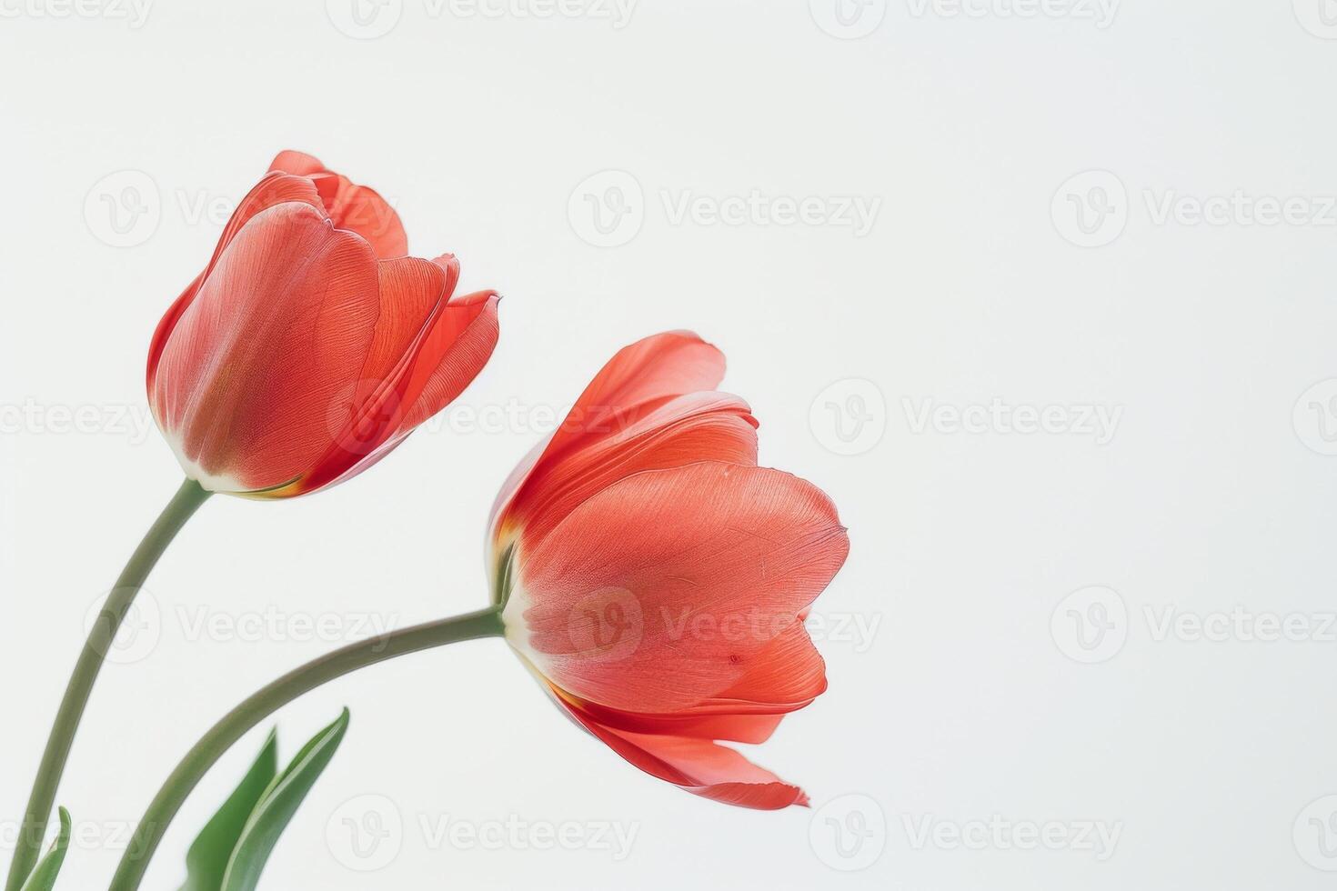 Two red tulips are in a vase on a white background photo