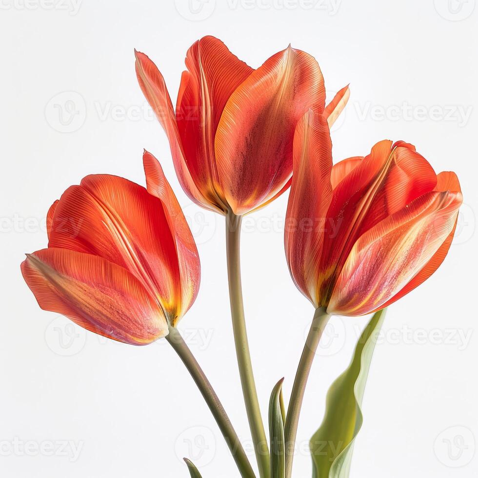 Three red tulips in a vase photo