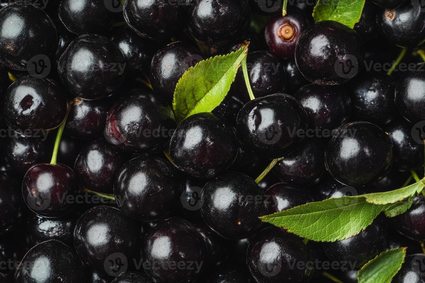 Black Cherry Stock Photos, Images and Backgrounds for Free