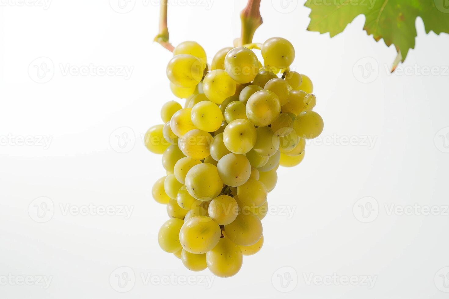 A bunch of grapes hanging from a vine photo