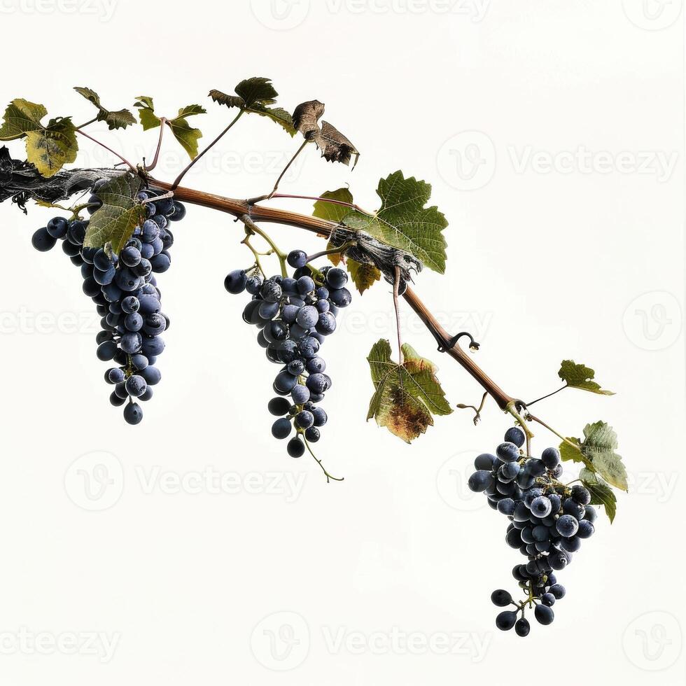 A bunch of grapes hanging from a vine photo