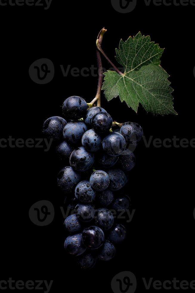 A bunch of grapes on a black background photo