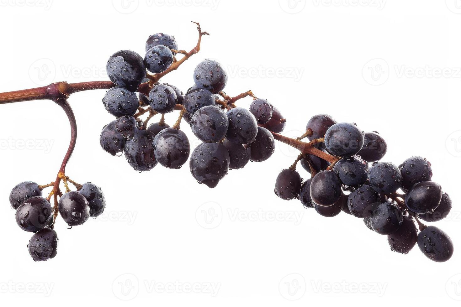 Black grapes on a branch photo