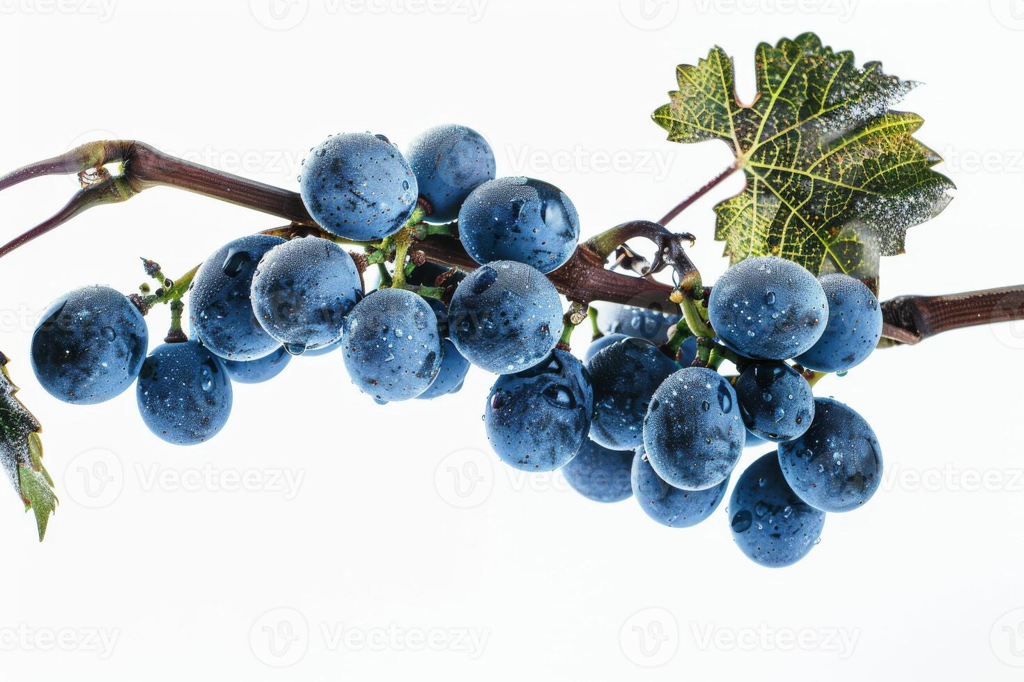 A bunch of blue grapes on a branch photo