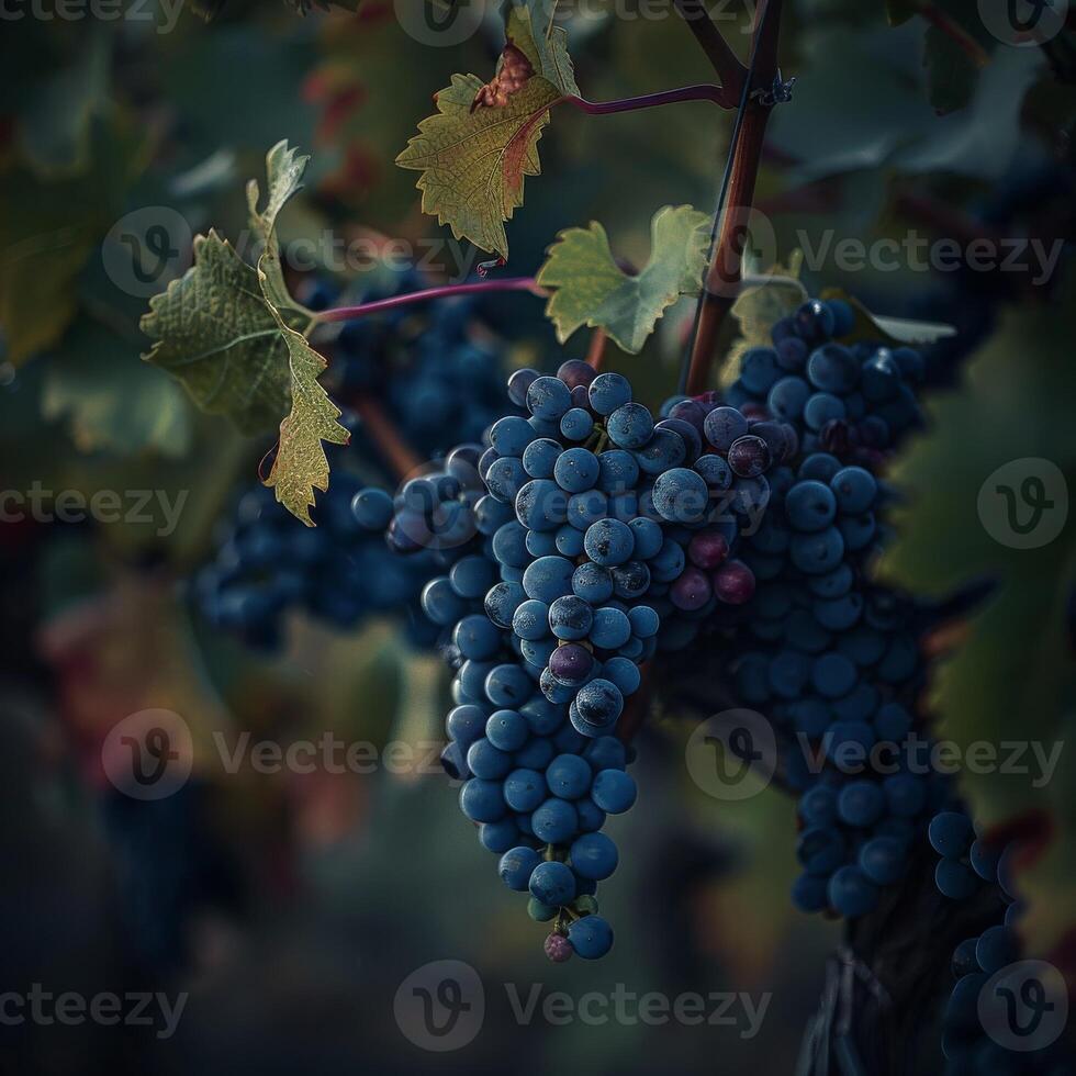 A bunch of grapes hanging on a vine photo