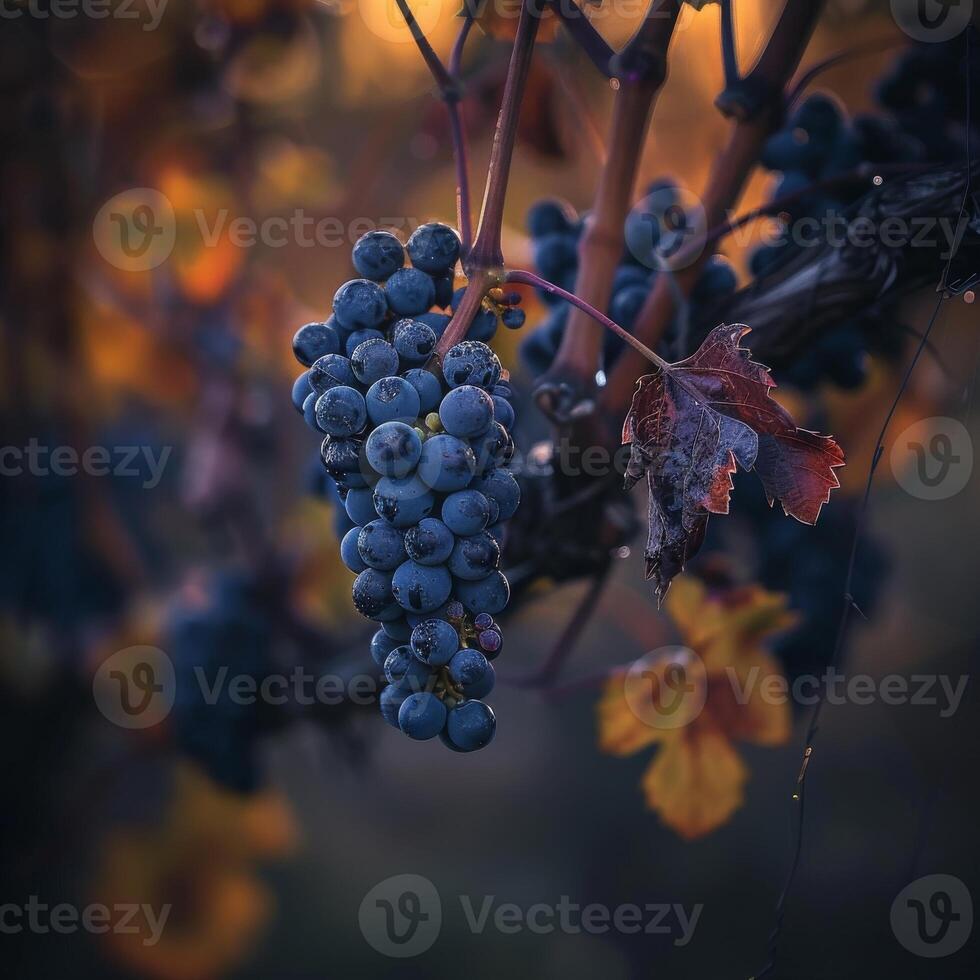 A bunch of grapes hanging on a vine photo