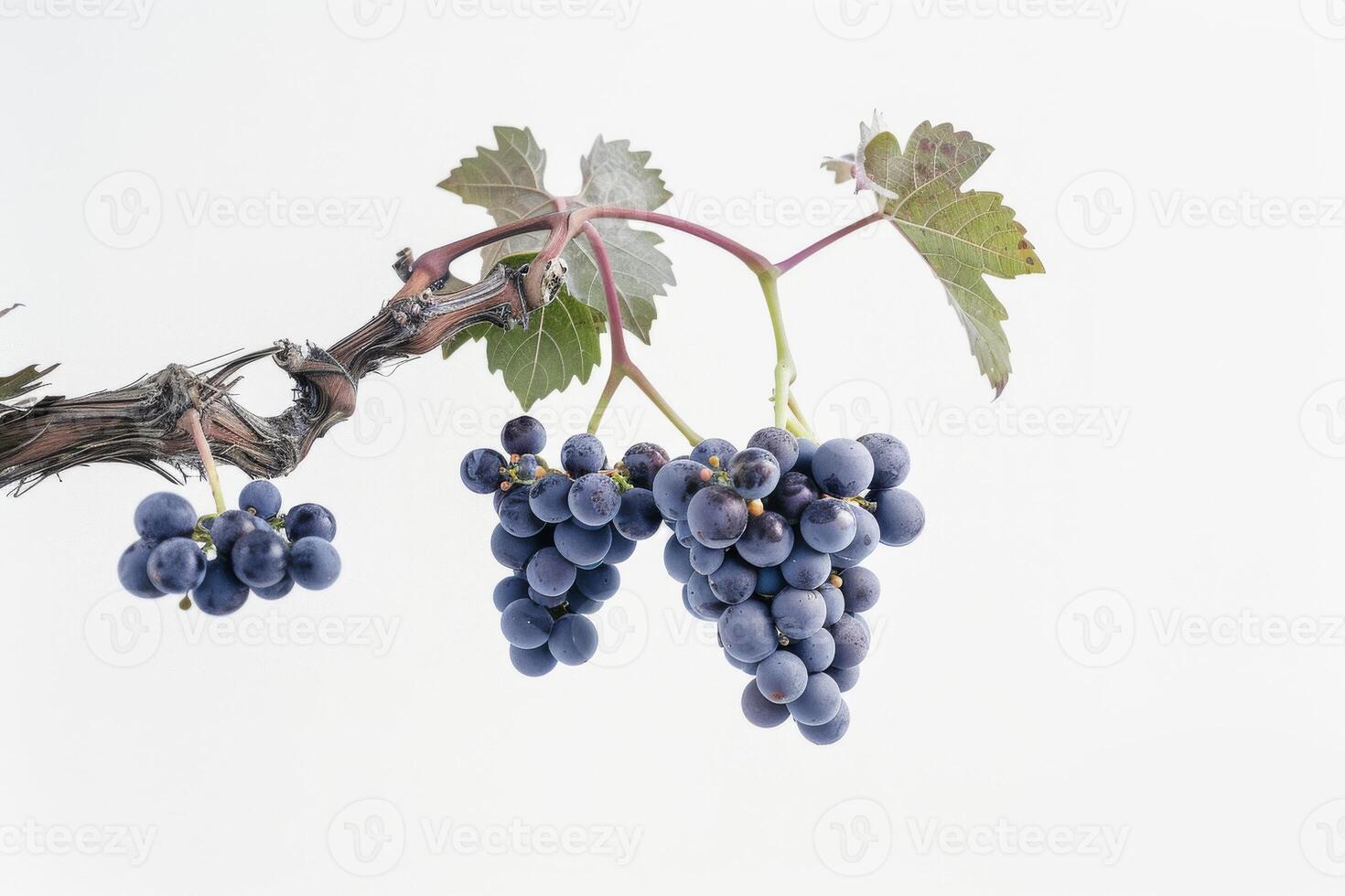 A bunch of grapes hanging from a branch photo