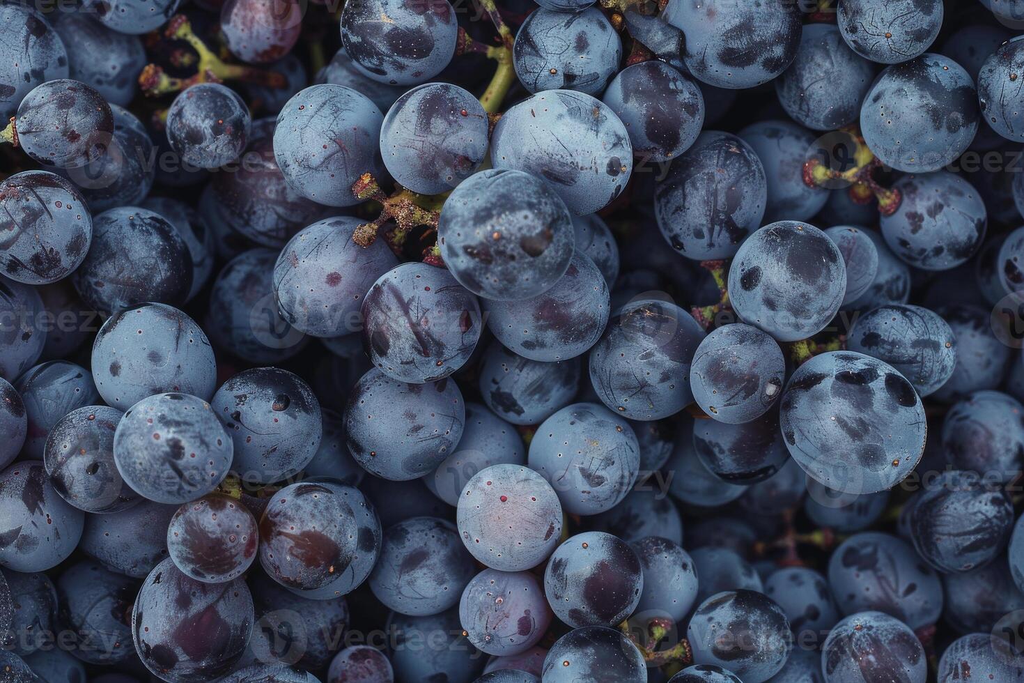 A close up of a bunch of grapes photo
