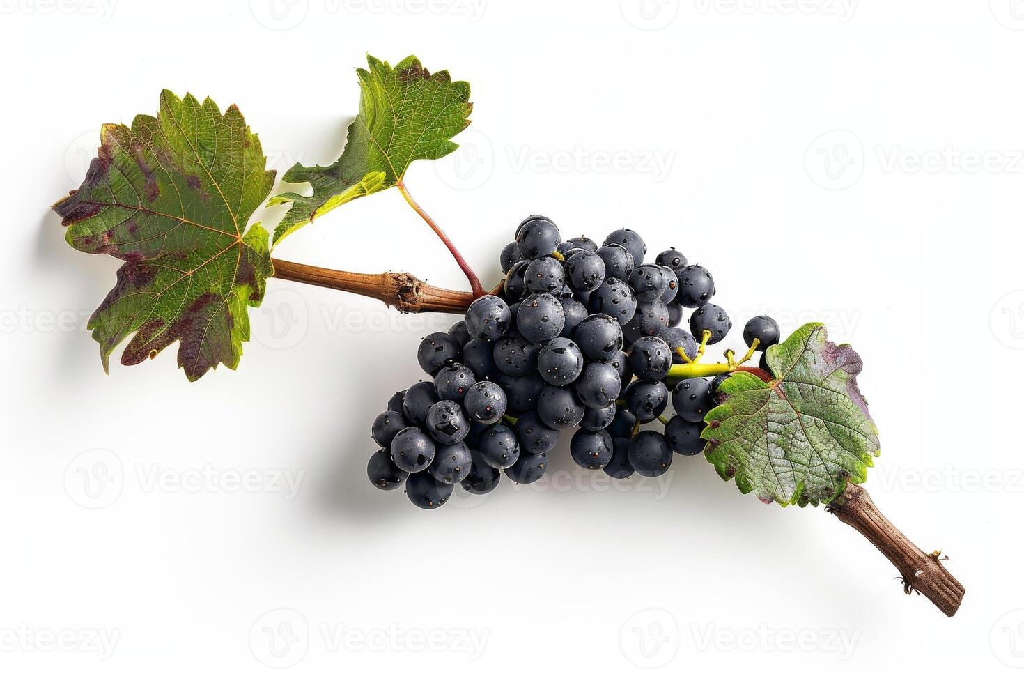 A bunch of black grapes on a white background photo