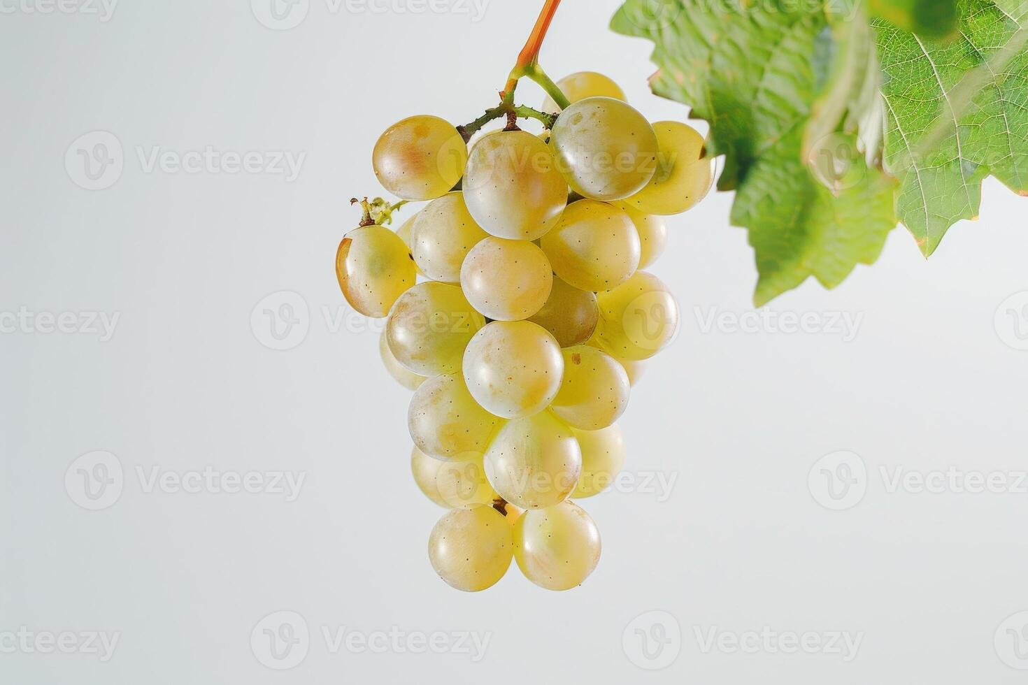 A bunch of grapes hanging from a branch photo