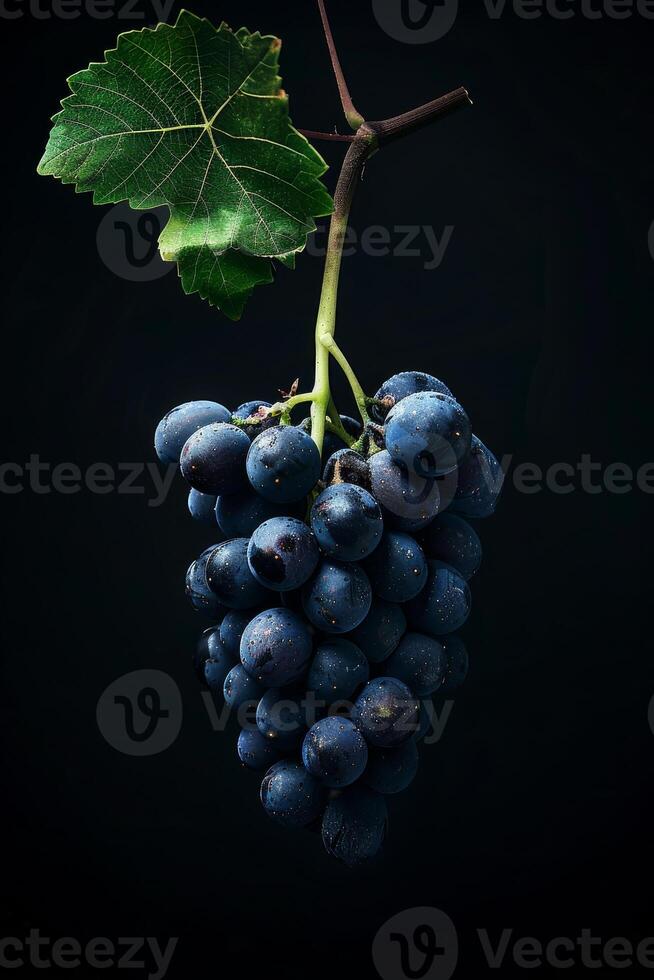 A bunch of grapes hanging from a branch photo