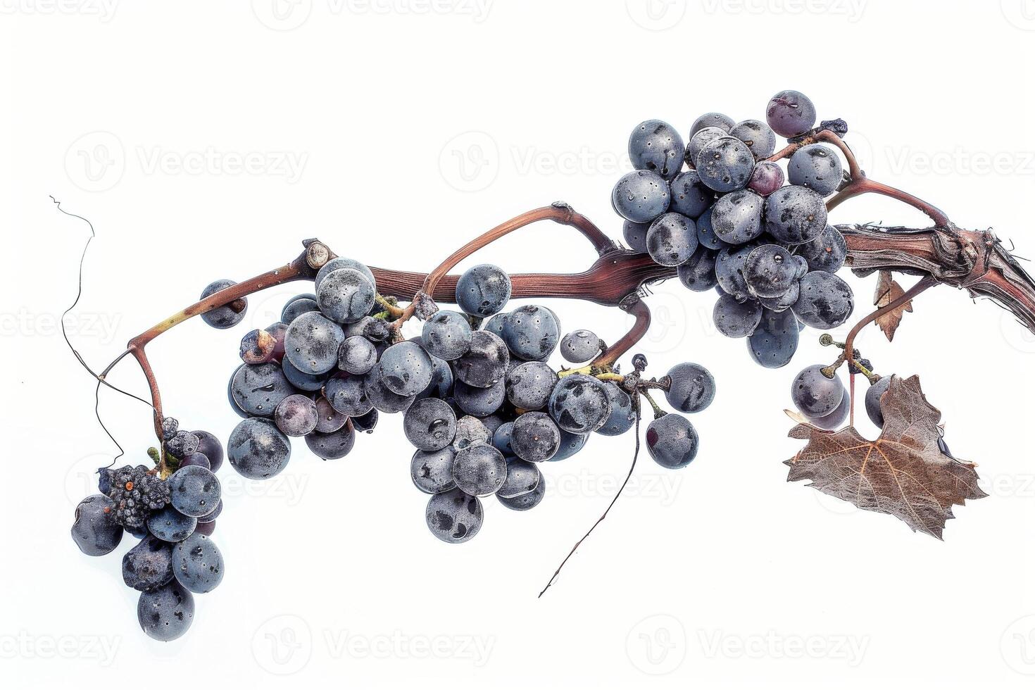 A bunch of grapes on a branch photo