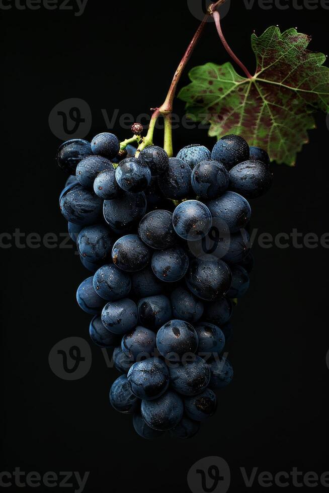 A bunch of grapes on a black background photo