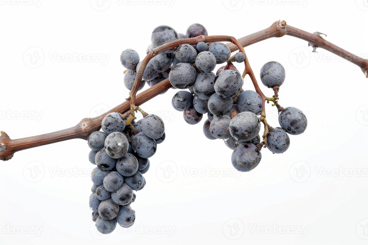 A bunch of grapes on a branch photo
