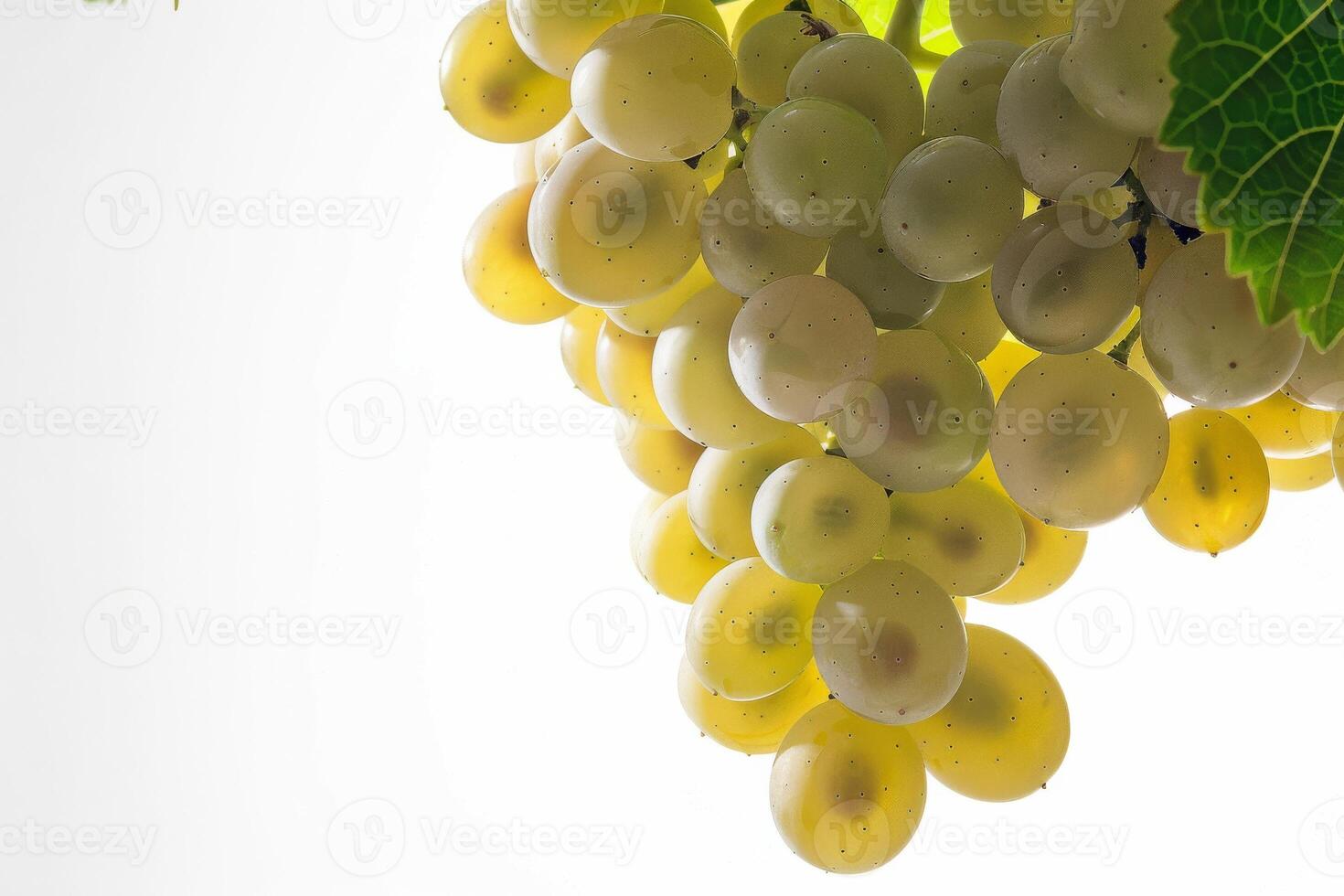 A bunch of grapes hanging from a vine photo