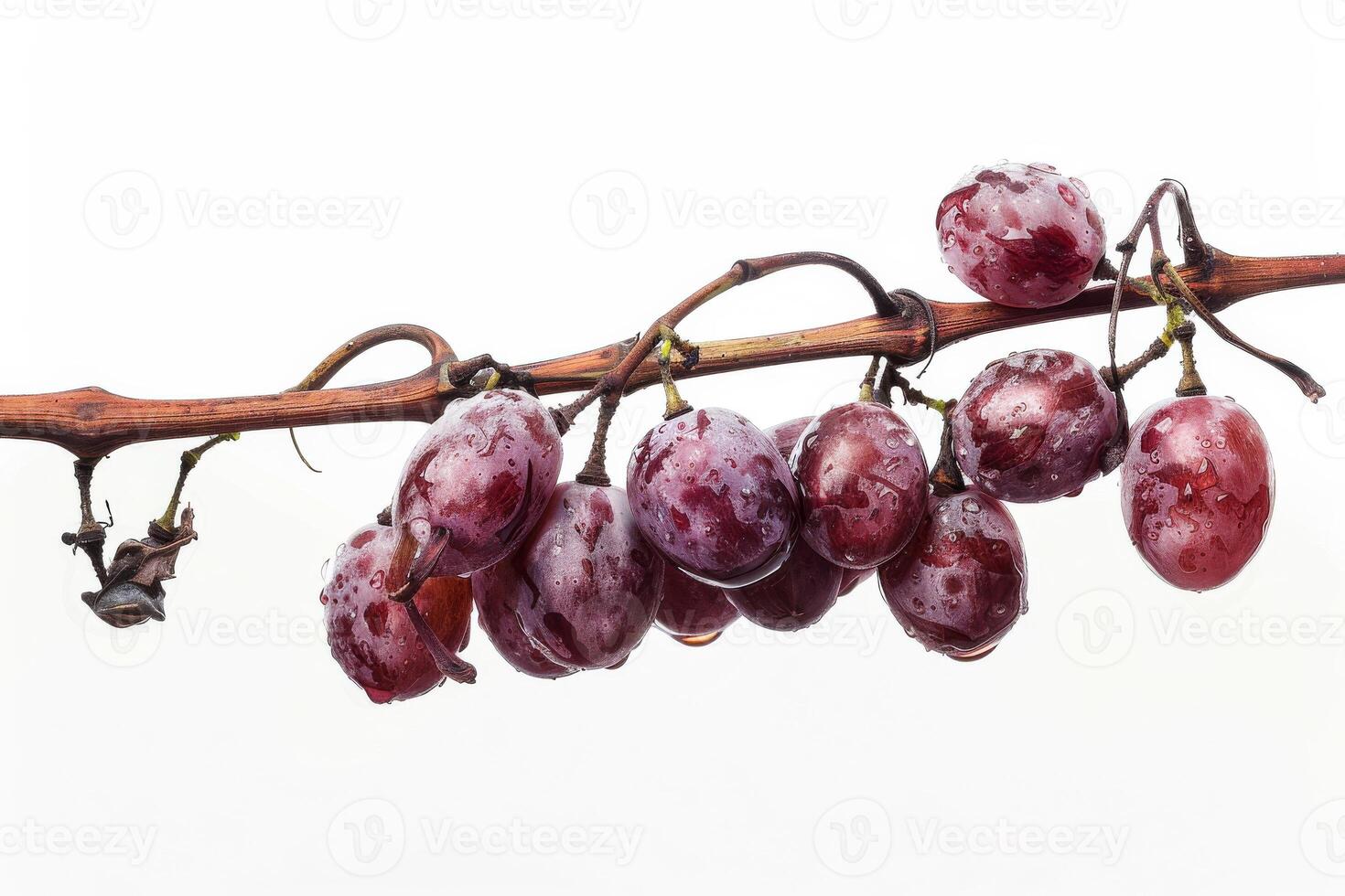 A bunch of grapes hanging on a branch photo