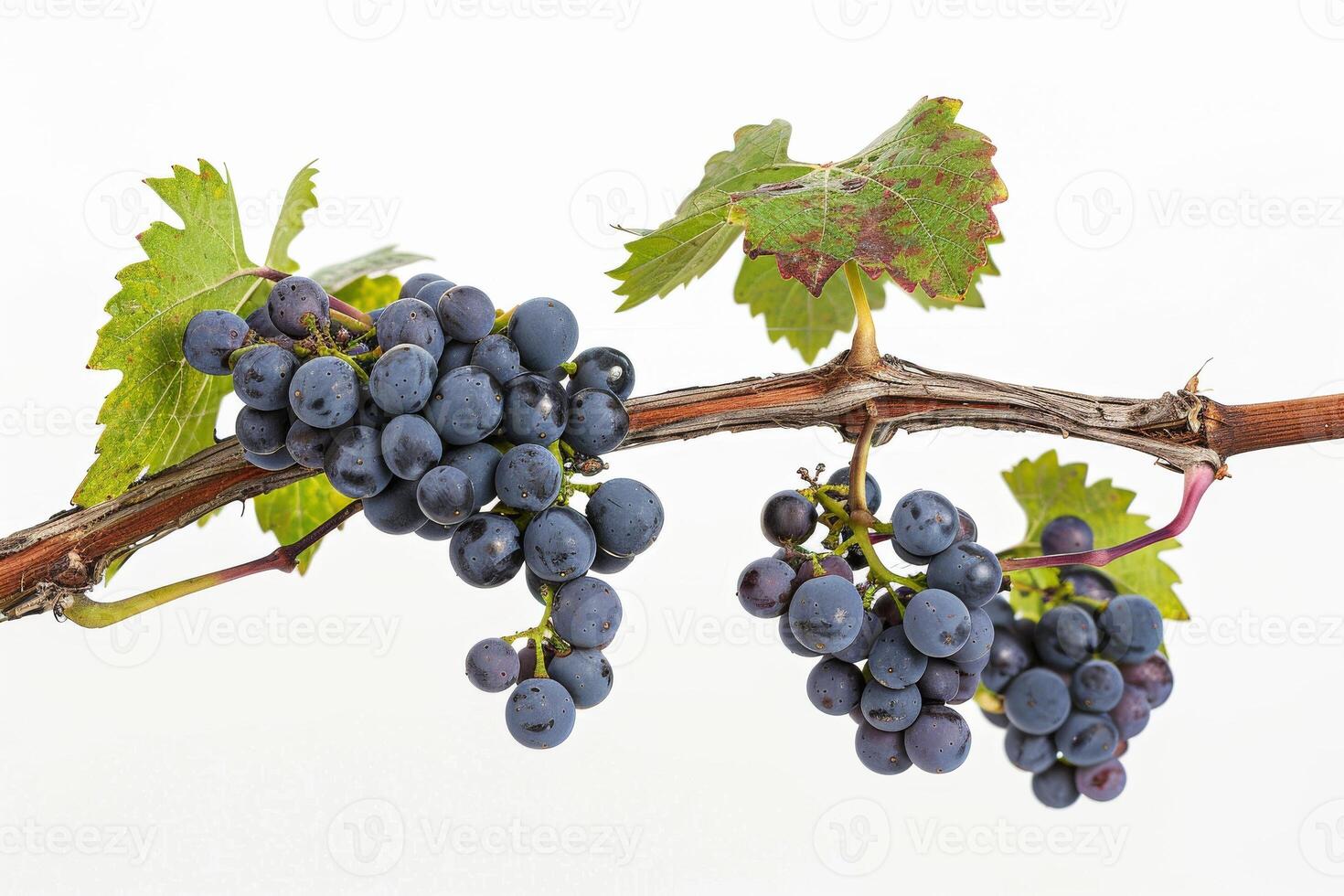 A bunch of grapes on a branch photo