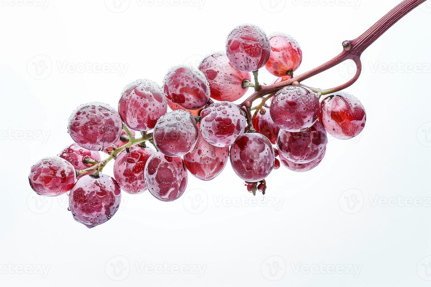 A bunch of grapes on a branch with frost photo