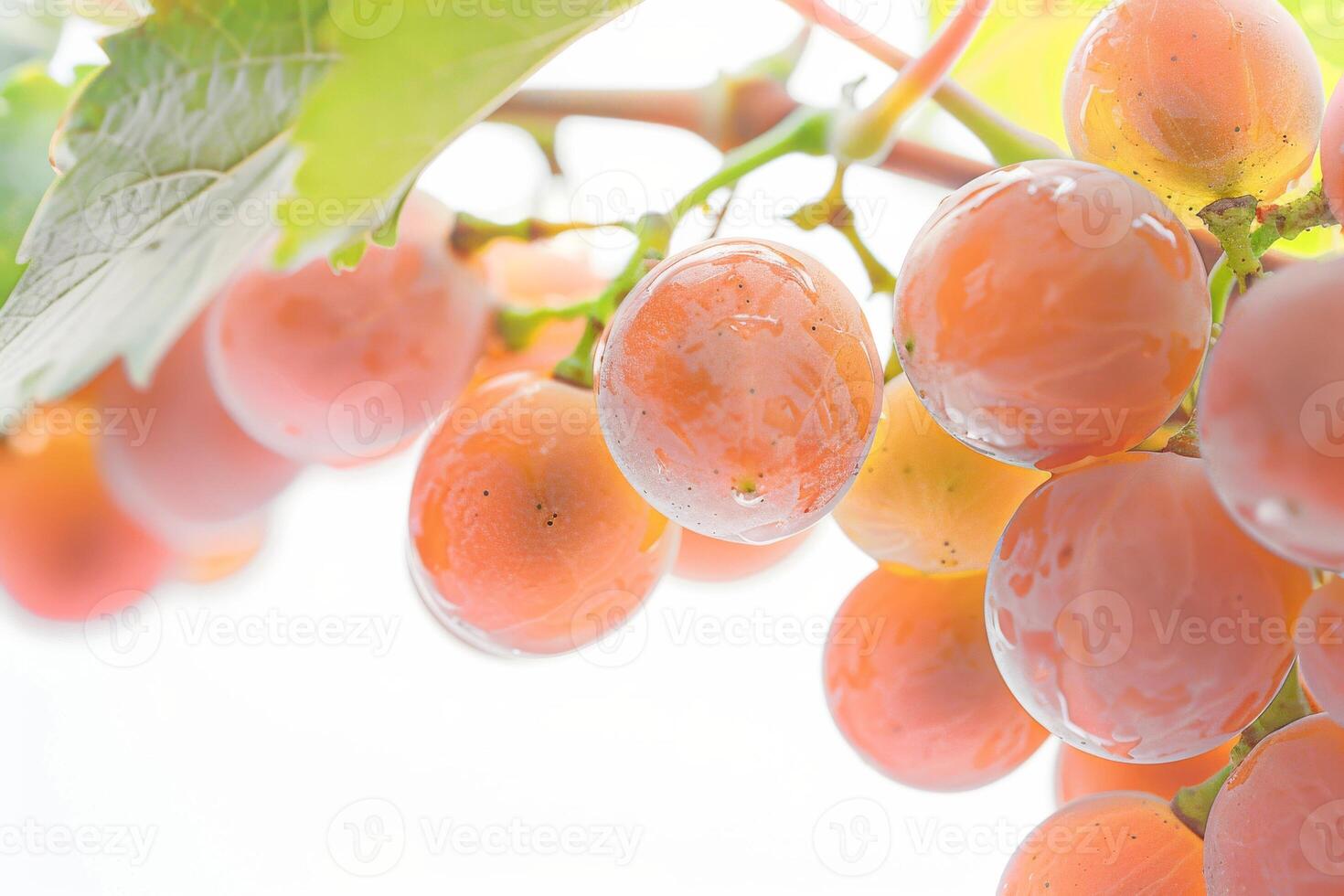 A bunch of grapes hanging on a vine photo
