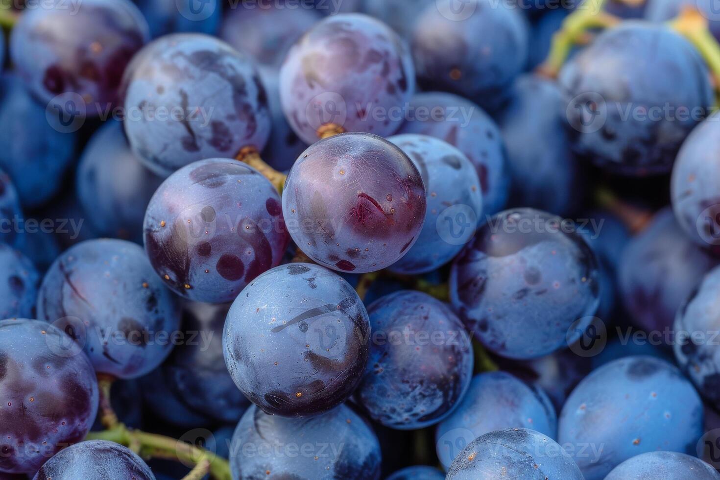 A close up of a bunch of grapes photo