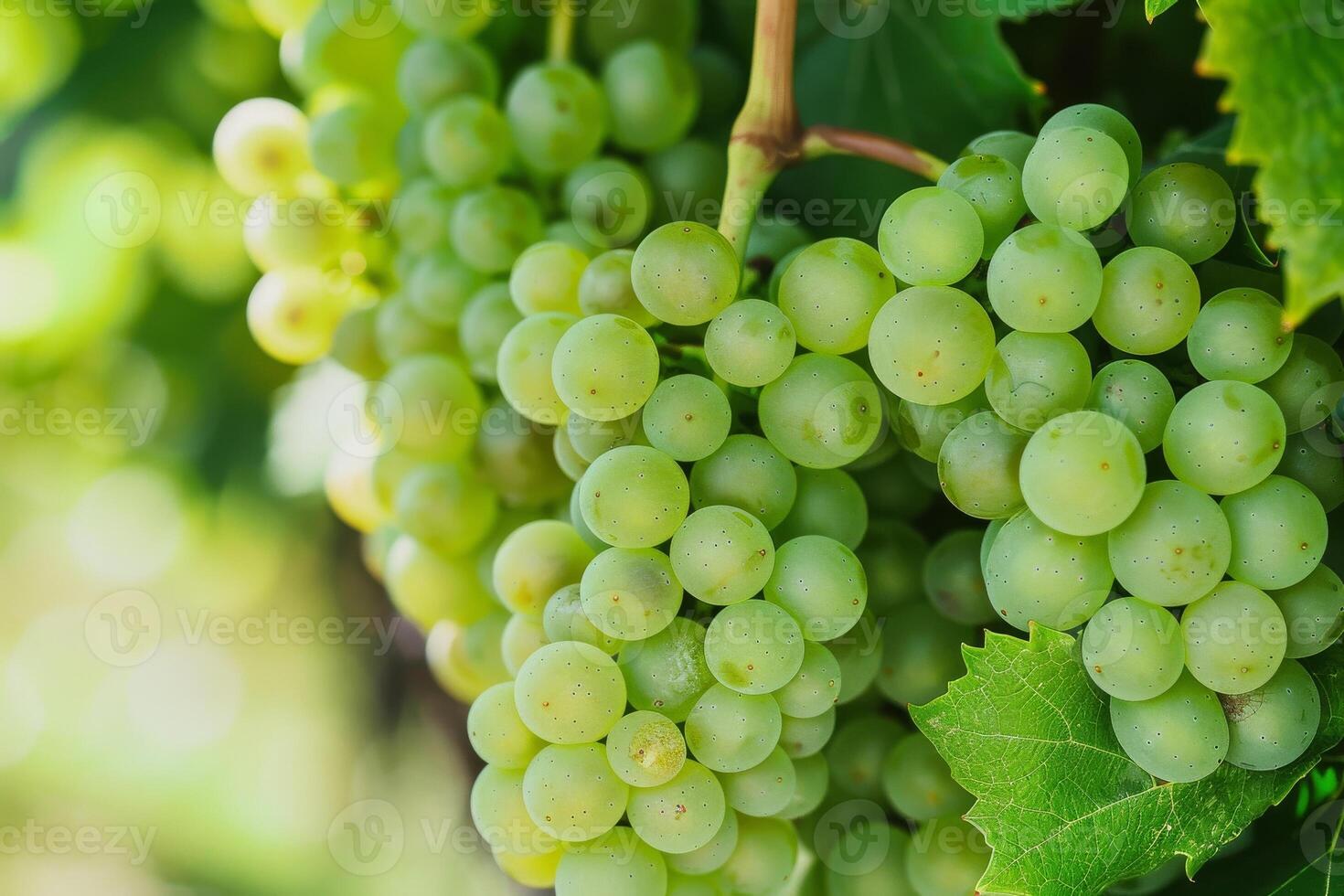 Grapes are growing on the vine in a vineyard photo