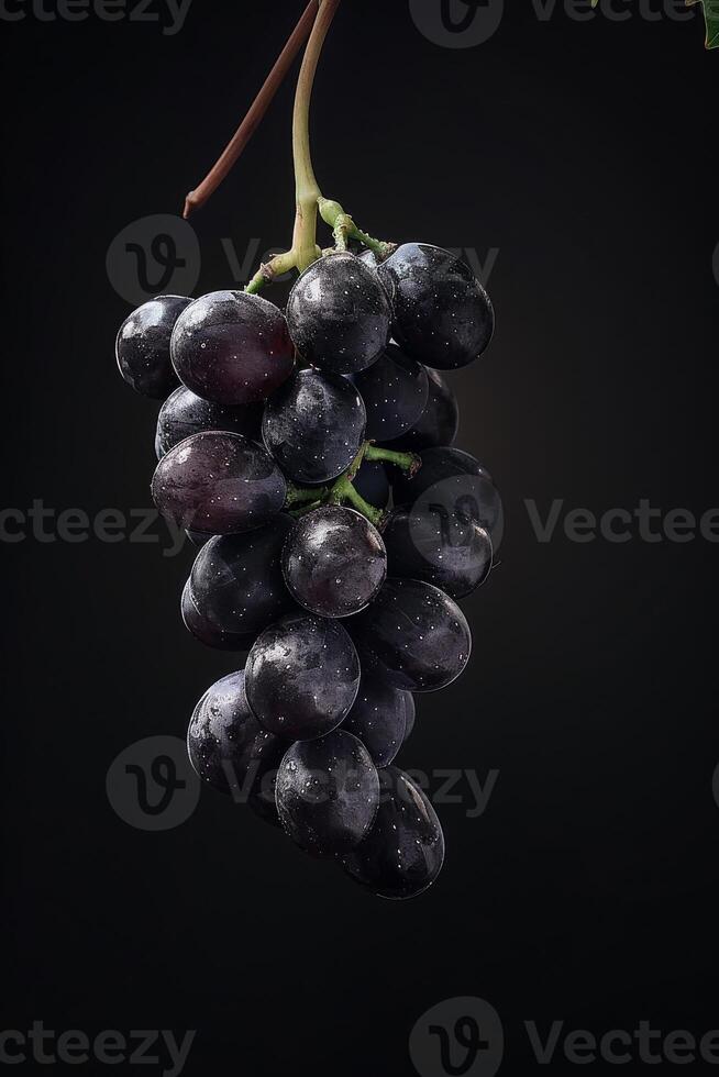 A bunch of grapes hanging from a branch photo
