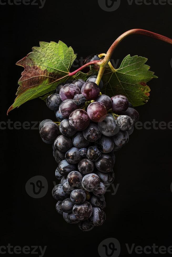 A bunch of grapes on a black background photo