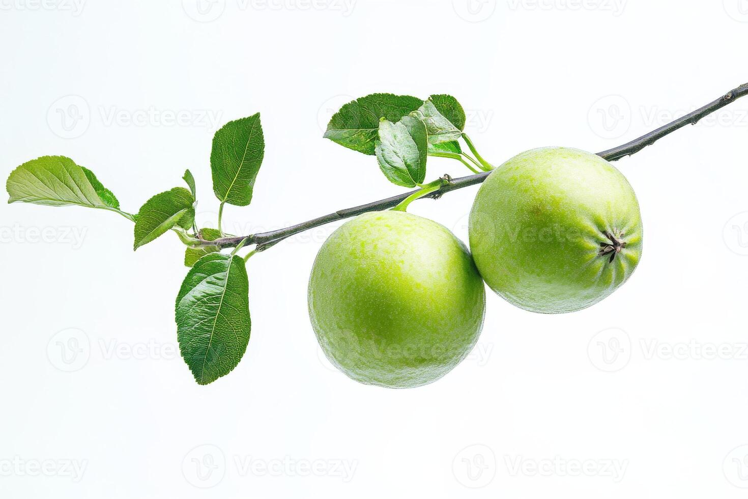 Two green apples on a branch photo