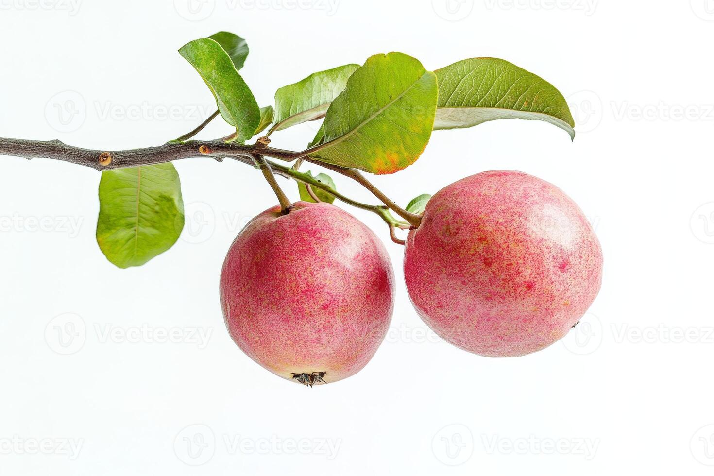 Two ripe fruits on a branch photo