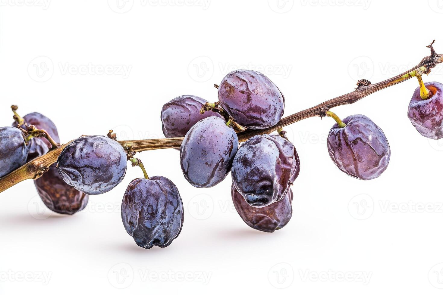 A bunch of grapes on a branch photo