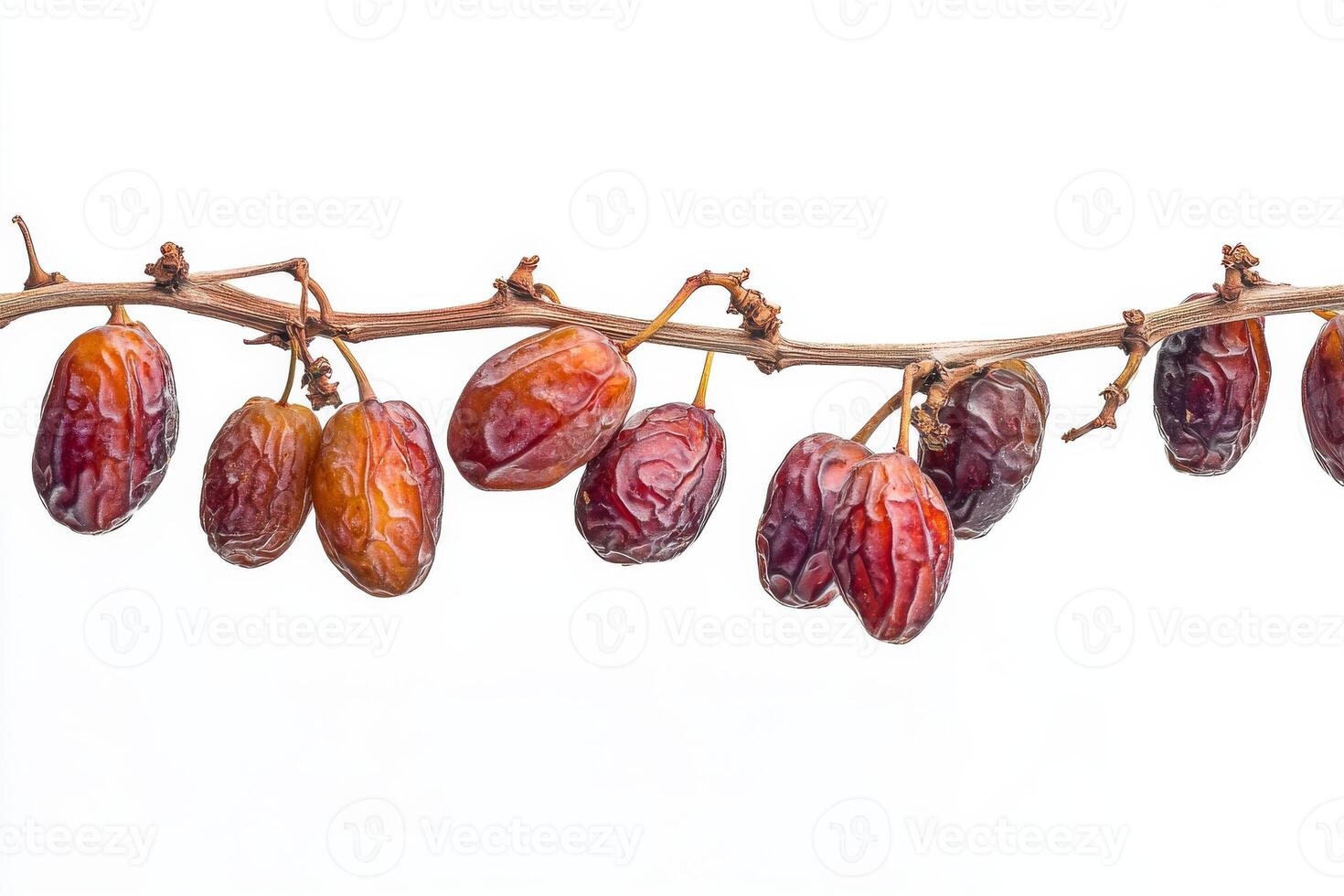 Date palm fruit on a branch photo