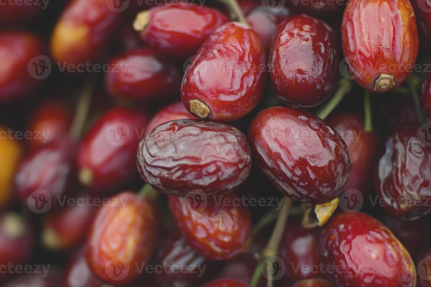 Date palm fruit photo