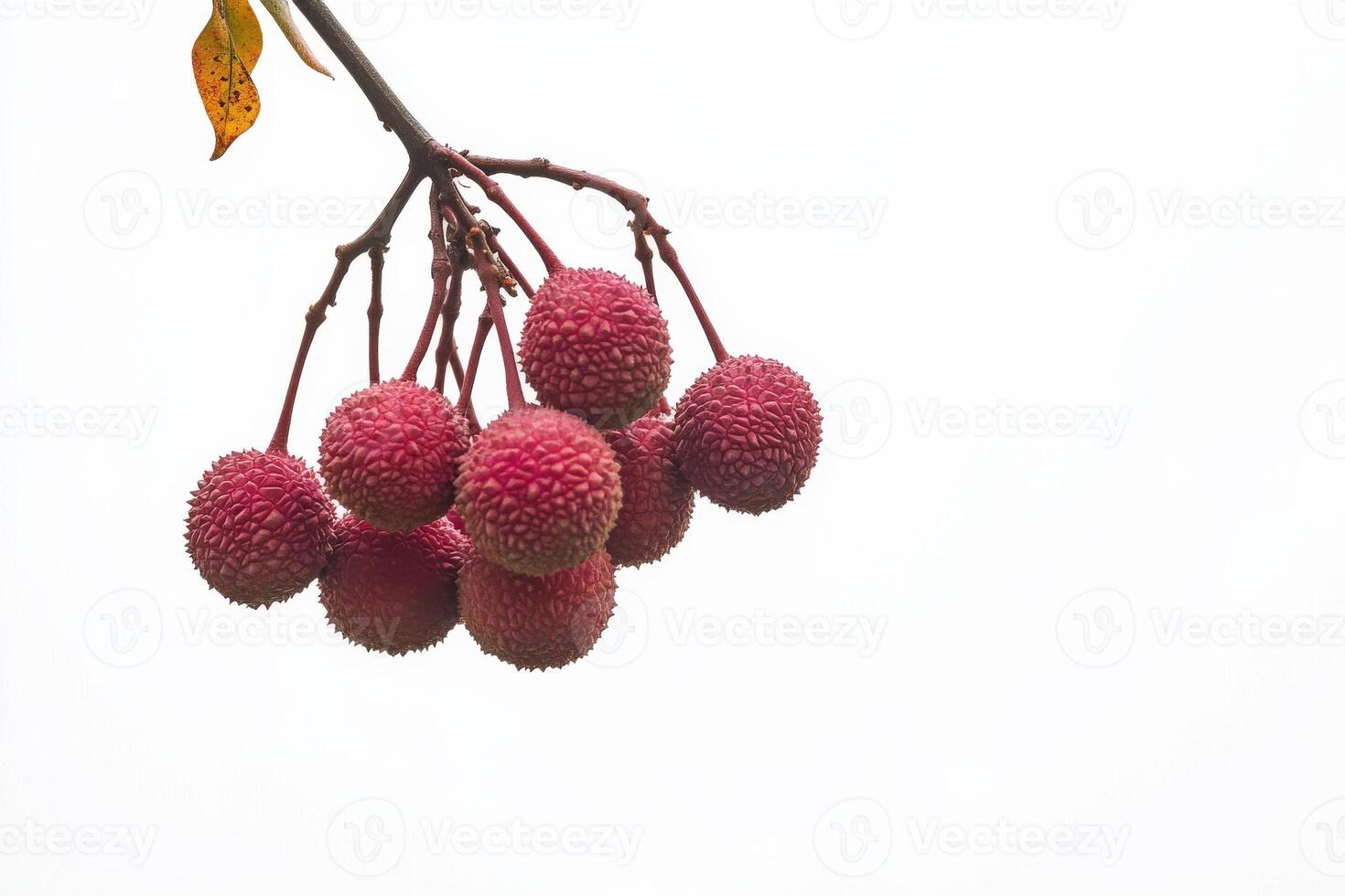 A bunch of lychees hanging from a branch photo