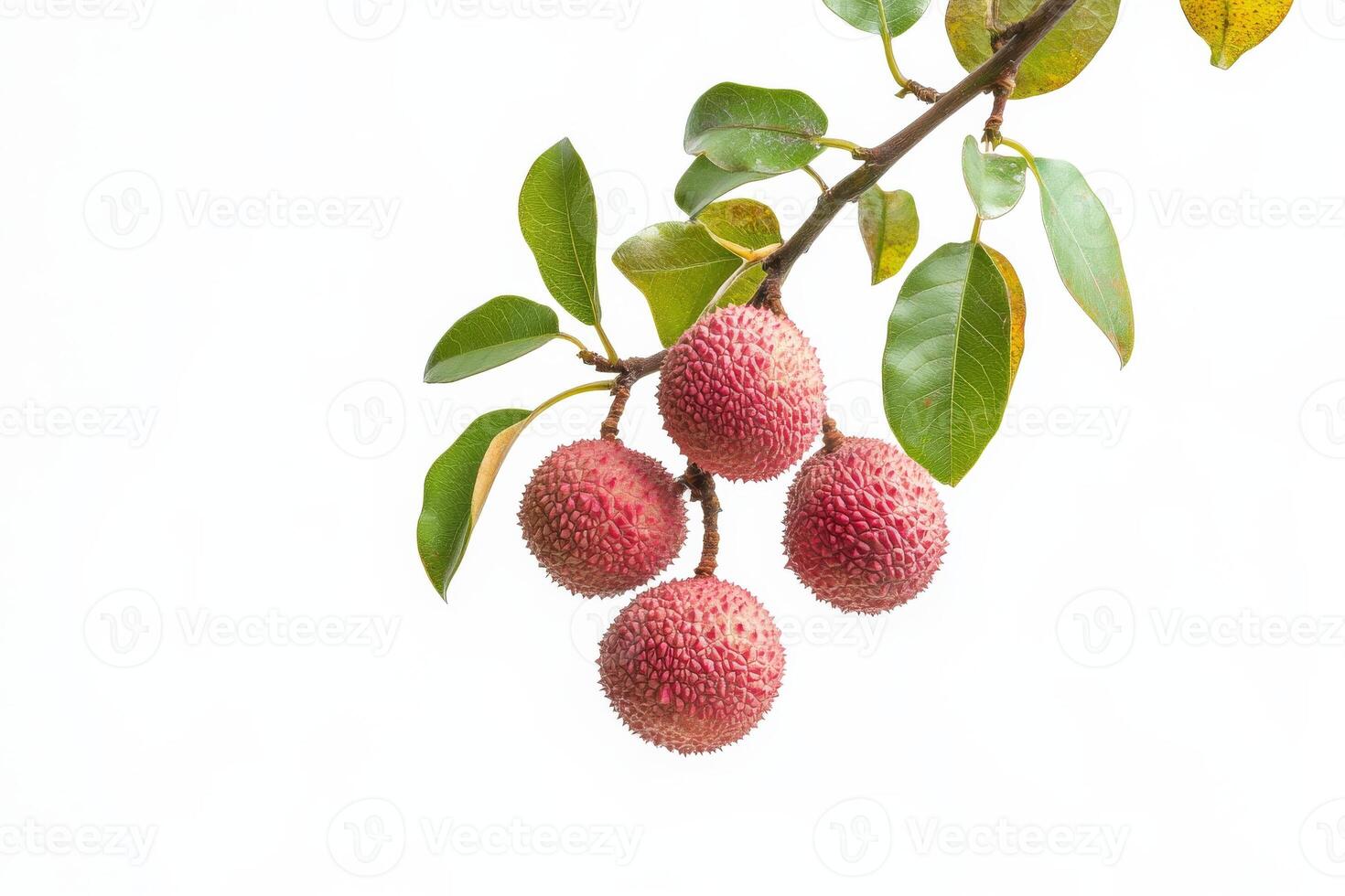 A branch of lychee fruit on a white background photo