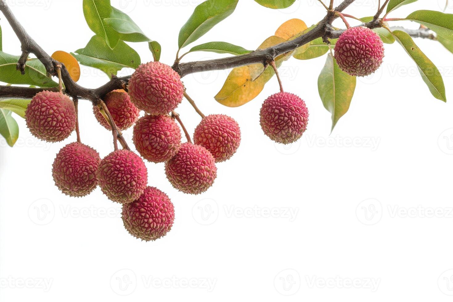A branch of lychee fruit on a white background photo