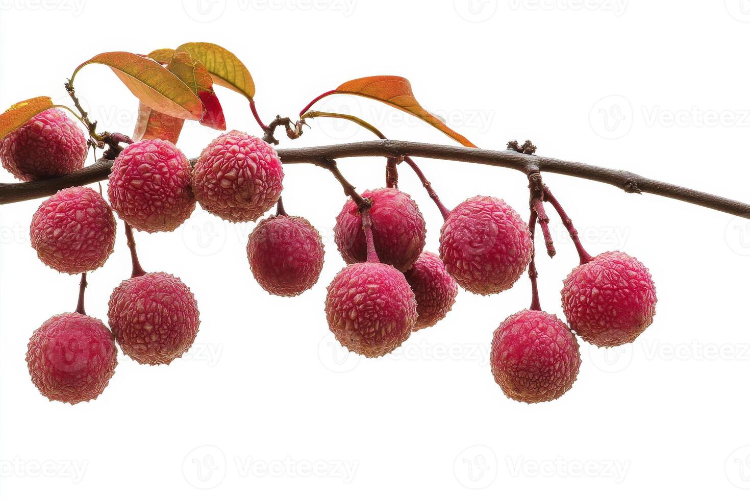 A branch with many red fruits hanging from it photo