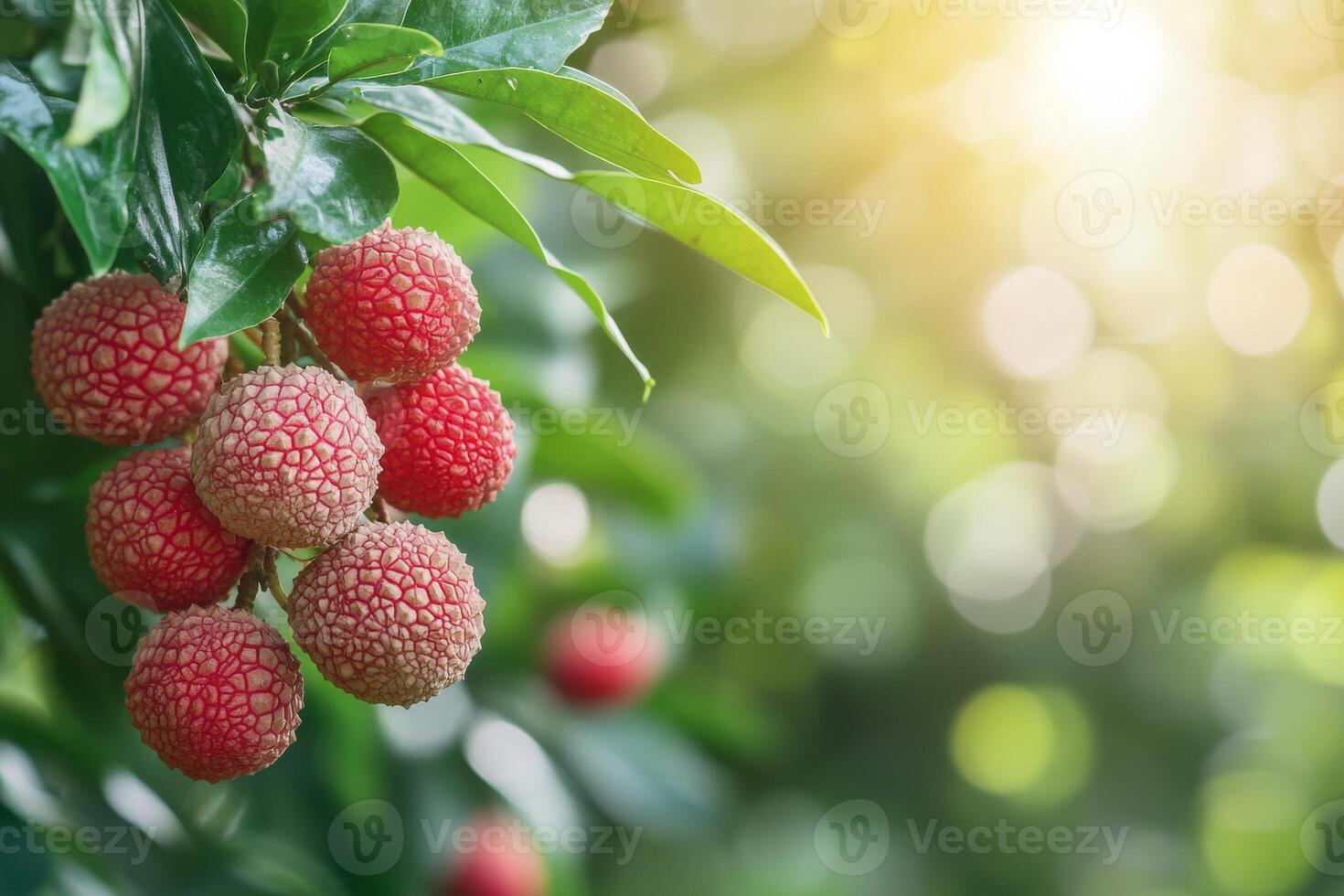 Fresh lychee fruit on the tree photo