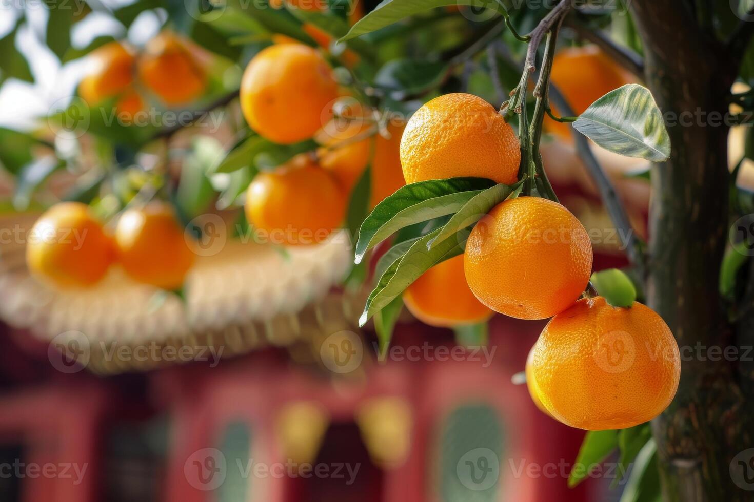 Orange tree in front of a building photo
