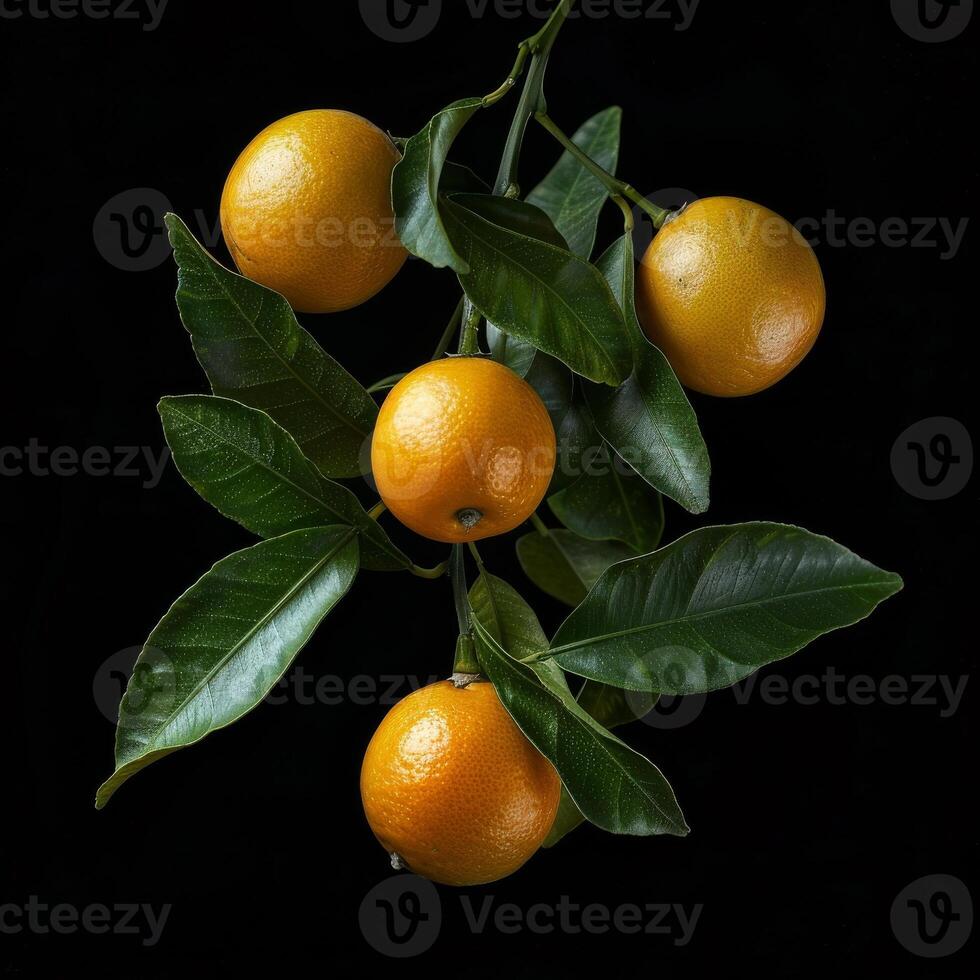 A bunch of oranges on a branch with leaves photo