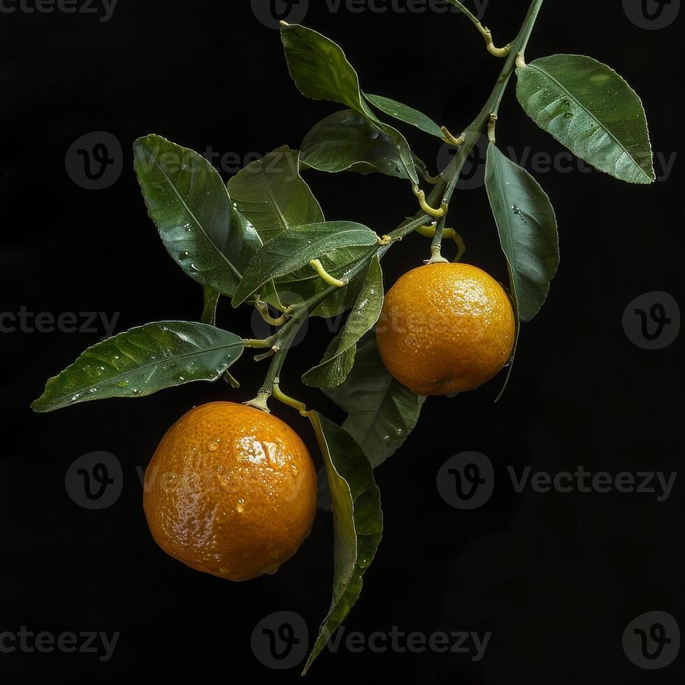 Two oranges are hanging from a branch photo